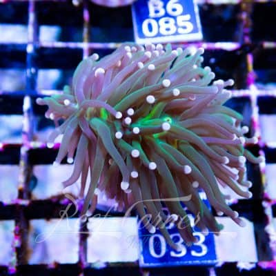 Green torch Yellow tip Euphyllia Glabrescens