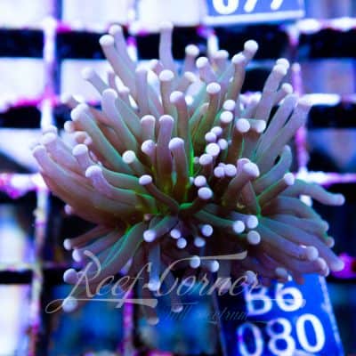 Green torch Yellow tip Euphyllia Glabrescens