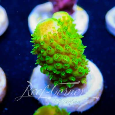 Humilis Yellow Acropora