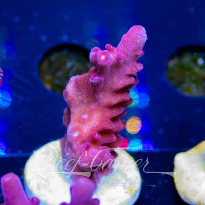 EC Purple paletta