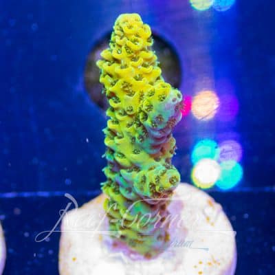 Yellow/green millepora