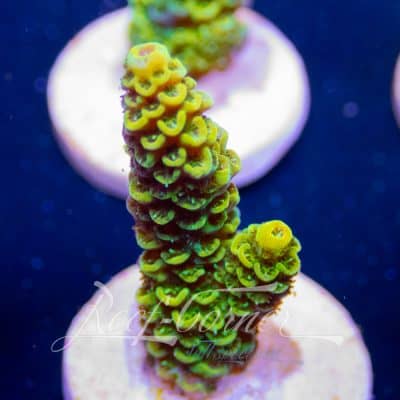 Yellow/green millepora