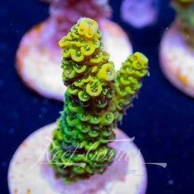 Yellow/green millepora
