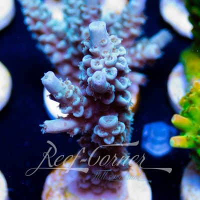 EC Blue papa smurf Acropora
