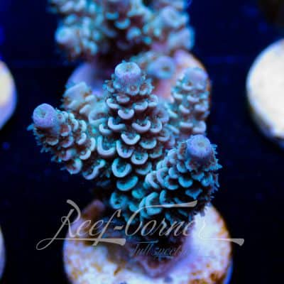 EC Blue papa smurf Acropora