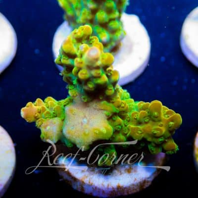 RC Mango garden Acropora