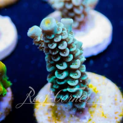 EC Blue papa smurf Acropora