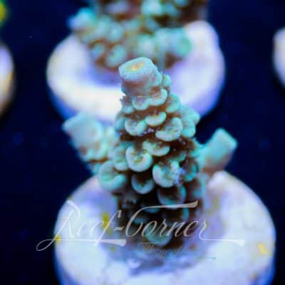 EC Blue papa smurf Acropora