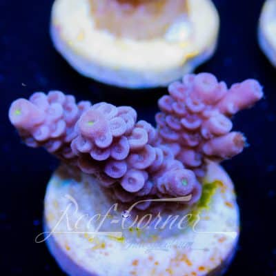 Blue Tenuis Acropora