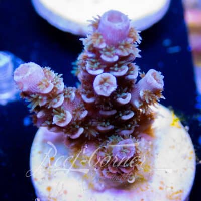 Tenuis Acropora