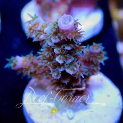 Tenuis Acropora