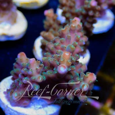 RC Sour mango Acropora