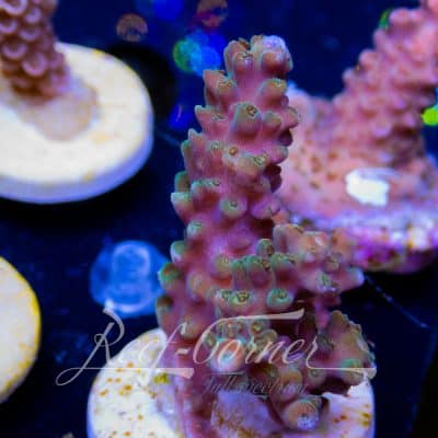 RC Sour mango Acropora