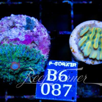 Rhodactis-Montipora Duo Pack