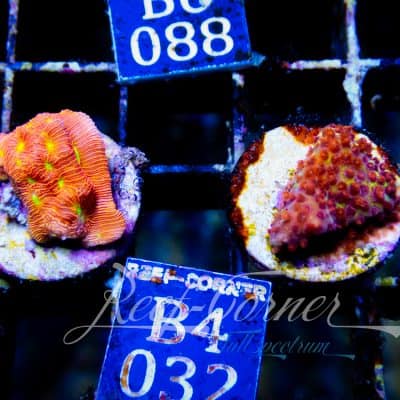 Burning banana Stylocionella-Jack o latern lepto Duo Pack