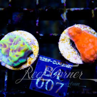 Montipora Duo Pack Setosa-Crazy -T