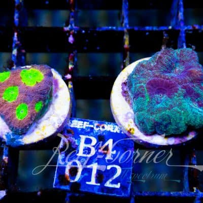 Echinata-Favia Duo Pack