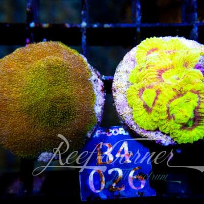 Psammocora-Favia Duo Pack