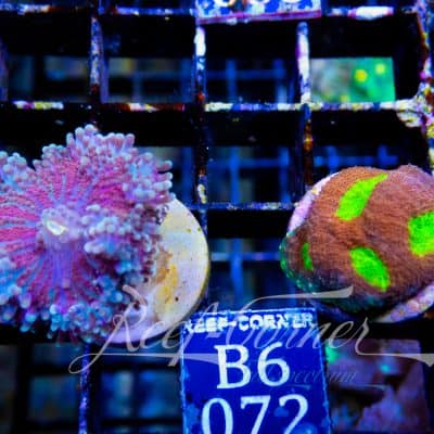 Mushroom-Echinata Duo Pack