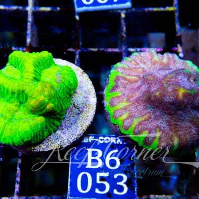 Favia-Favites Duo Pack