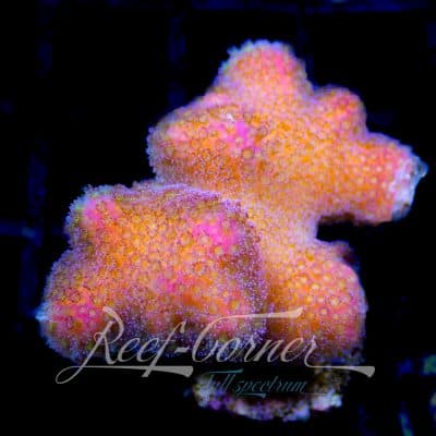 Poccilopora Tonga