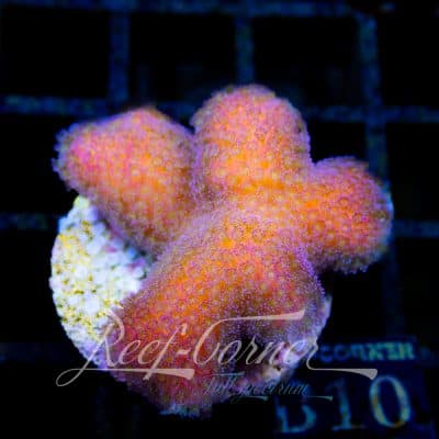 Poccilopora Tonga