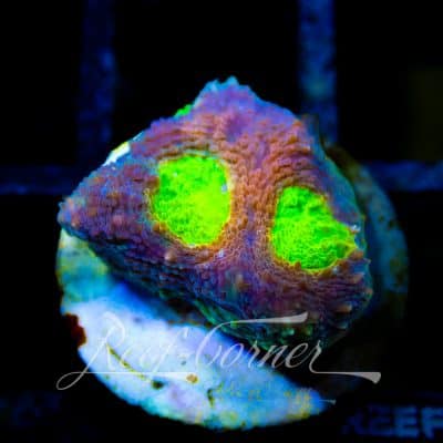 WWC Agent orange echinata acanthastrea