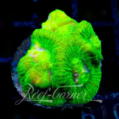 Toxic Green yellow Goniostrea