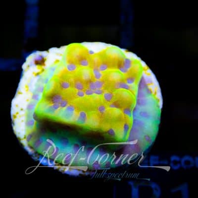 Crazy T Montipora palawenensis