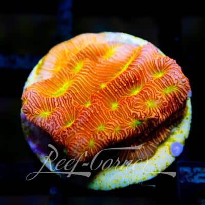 Jack-o-latern Leptoseris