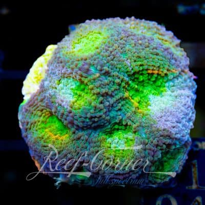 Acanthastrea Echinata