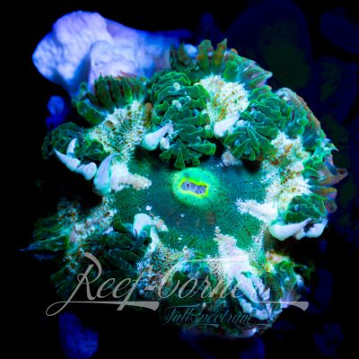 Crucifer / Rock Anemone