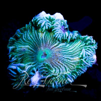 Crucifer / Rock Anemone