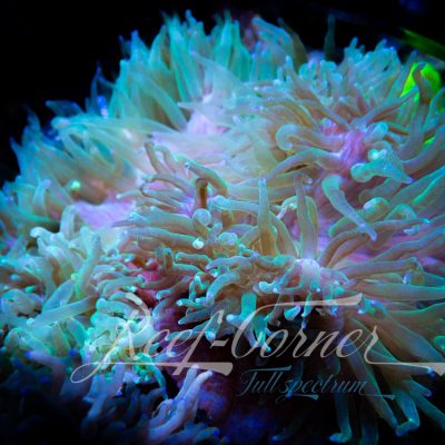 Heteractis Crispa L