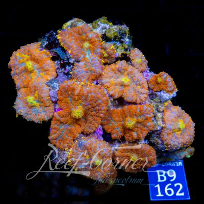 Rhodactis garden