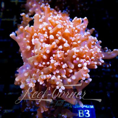 Paradivisa Gold