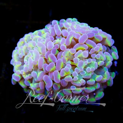 Hologram Paraancora