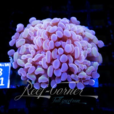 Paraancora Multicolour