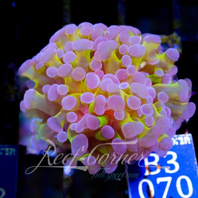 Bi colour Baliensis