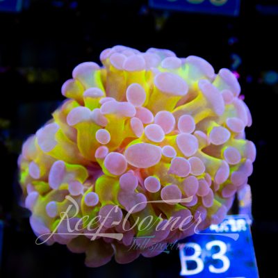 Bi colour Baliensis