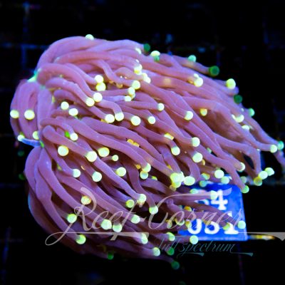 Black Torch Euphyllia Glabrescens
