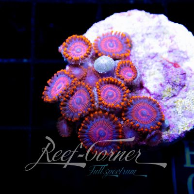 Candy crush Zoanthus
