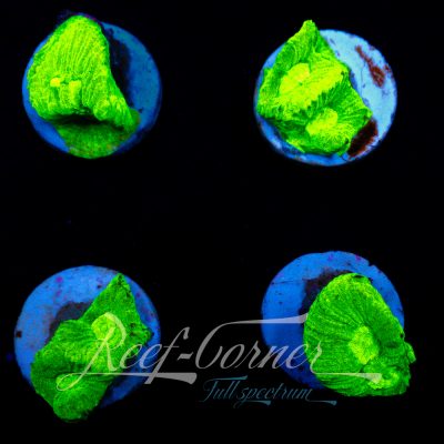Toxic green Favia