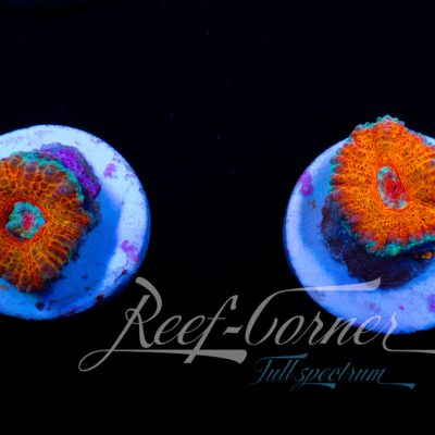 Ultra Acanthastrea Lord/Micromussa