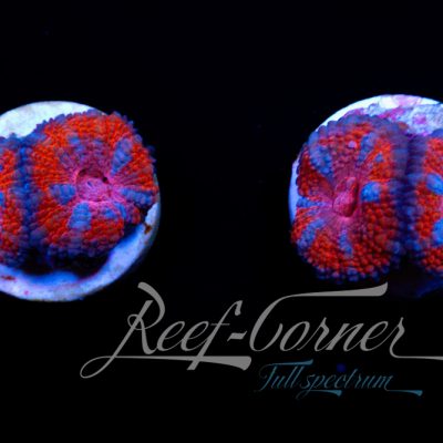 Ultra Acanthastrea Lord/Micromussa