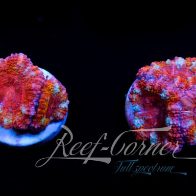 Ultra Acanthastrea Lord/Micromussa