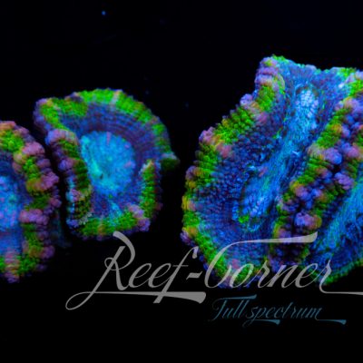 Multicolour Acanthastrea