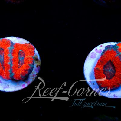 Ultra Acanthastrea Lord/Micromussa