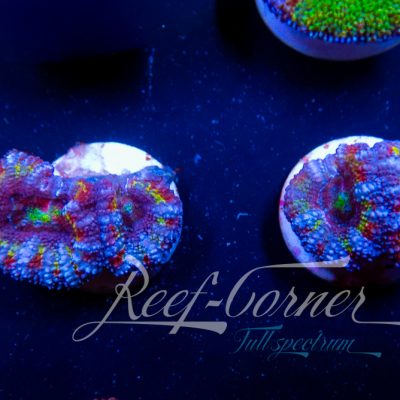 Master class Acanthastrea Lord/micro