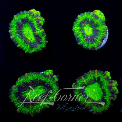 Multicolour Acanthastrea
